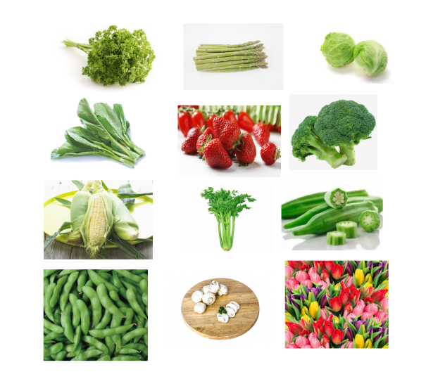 R404A staubsaugen vor das Kühlvorrichtungs-schnelle Abkühlen für Gemüse/Pilze/frische geschnittene Blumen 4