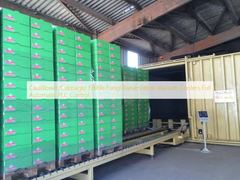 Blumenkohl-/Kohl-essbare Pilz-Bewahrungs-Vakuumkühlvorrichtungen volle automatische PLC-Steuerung